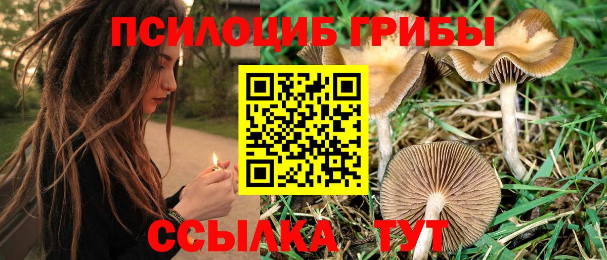 Псилоцибиновые грибы Psilocybine cubensis  Вход с VPN  Тутаев 